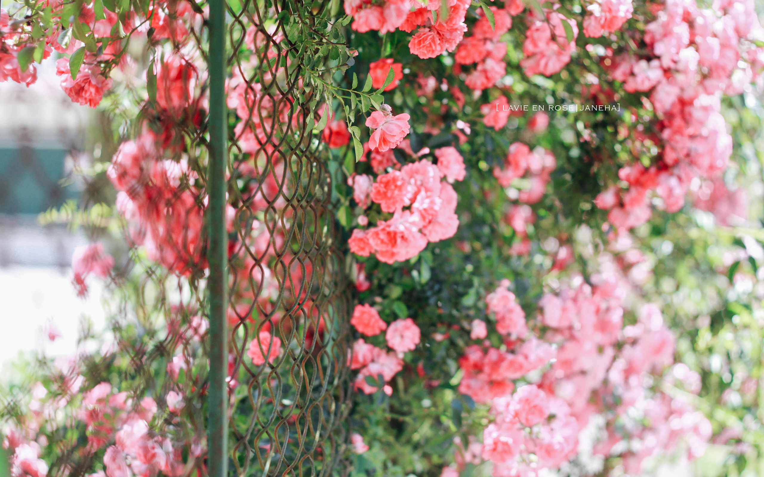 , , , , , , jane ha, flowers, roses, the fence, garden, mesh, bush