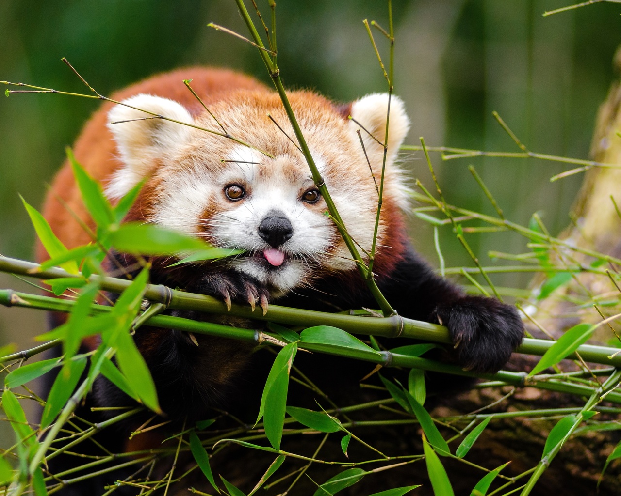 red panda, cute, bamboo, protruding tongue