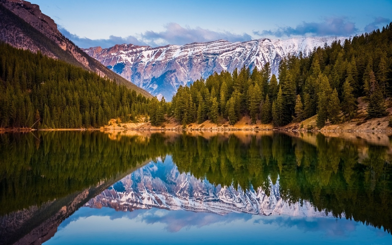 landscape, pine trees, lake