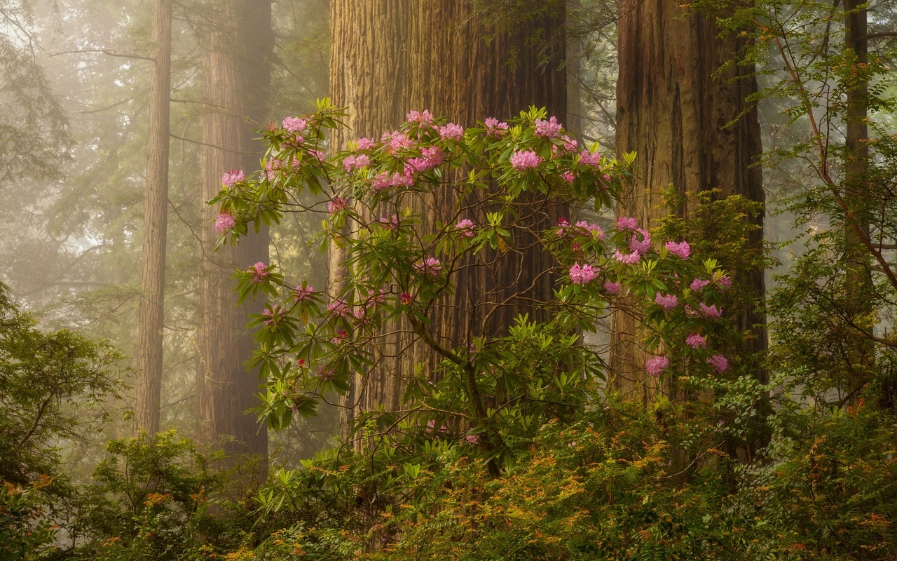 , , , , , doug shearer