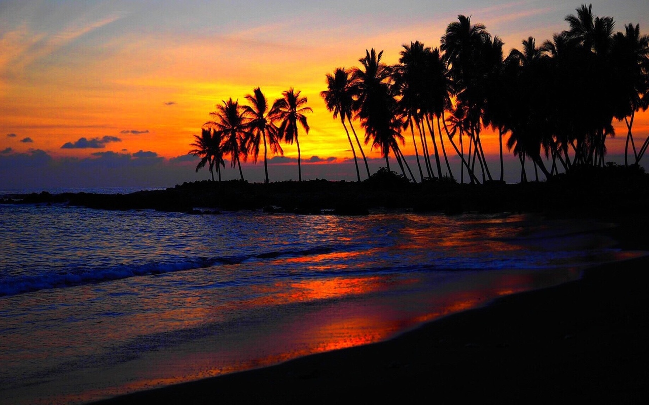 beach, sunset, palm trees