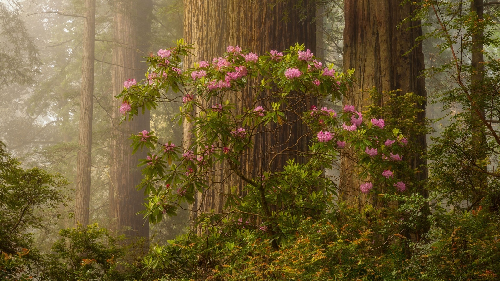 , , , , , doug shearer