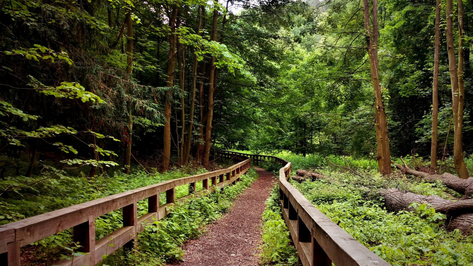 poland, forest, landscape, fence, trees, dirt road