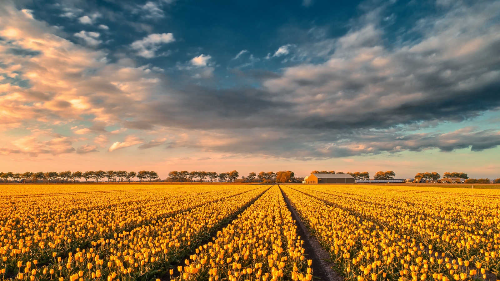 yellow tulips, tulip field, sunset, evening, summer, wildflowers, tulips