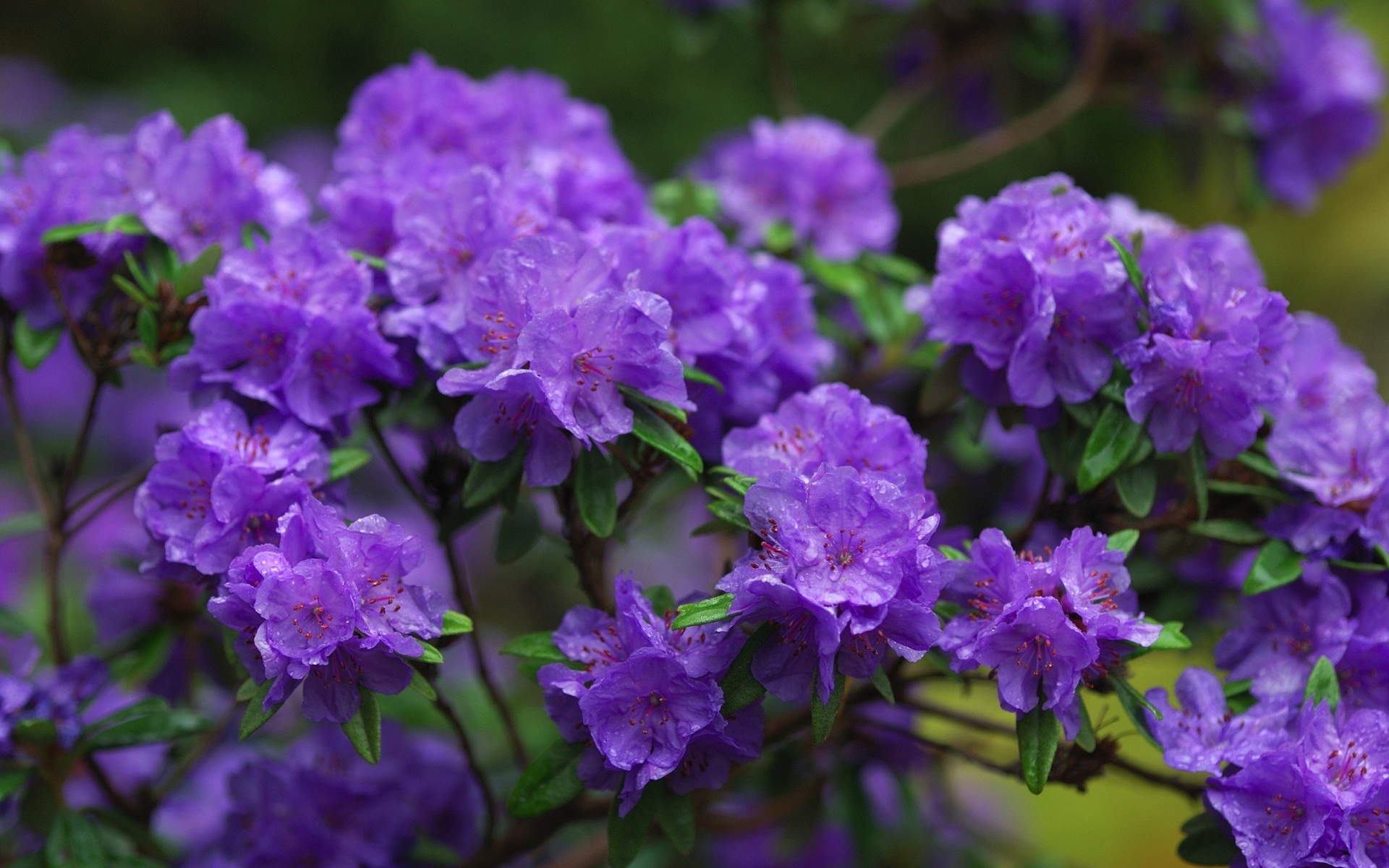 , , , , , , flowers, branches, purple, azaleas, azalea, rhododendrons