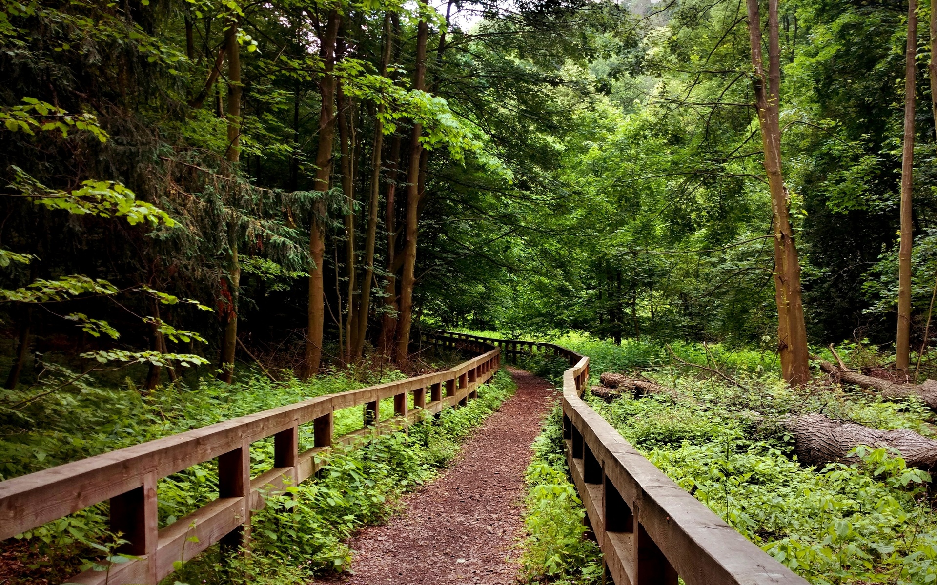 poland, forest, landscape, fence, trees, dirt road