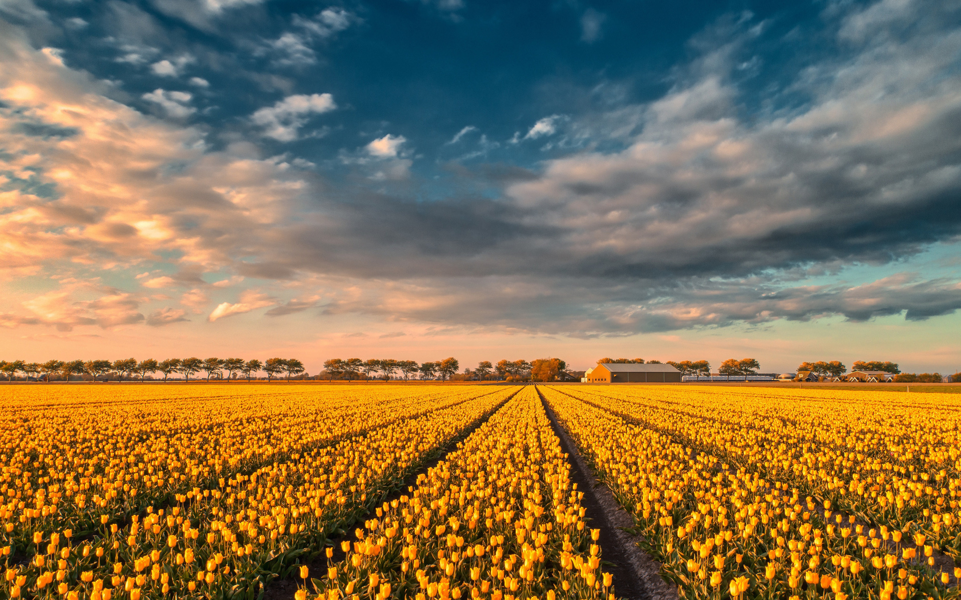 yellow tulips, tulip field, sunset, evening, summer, wildflowers, tulips