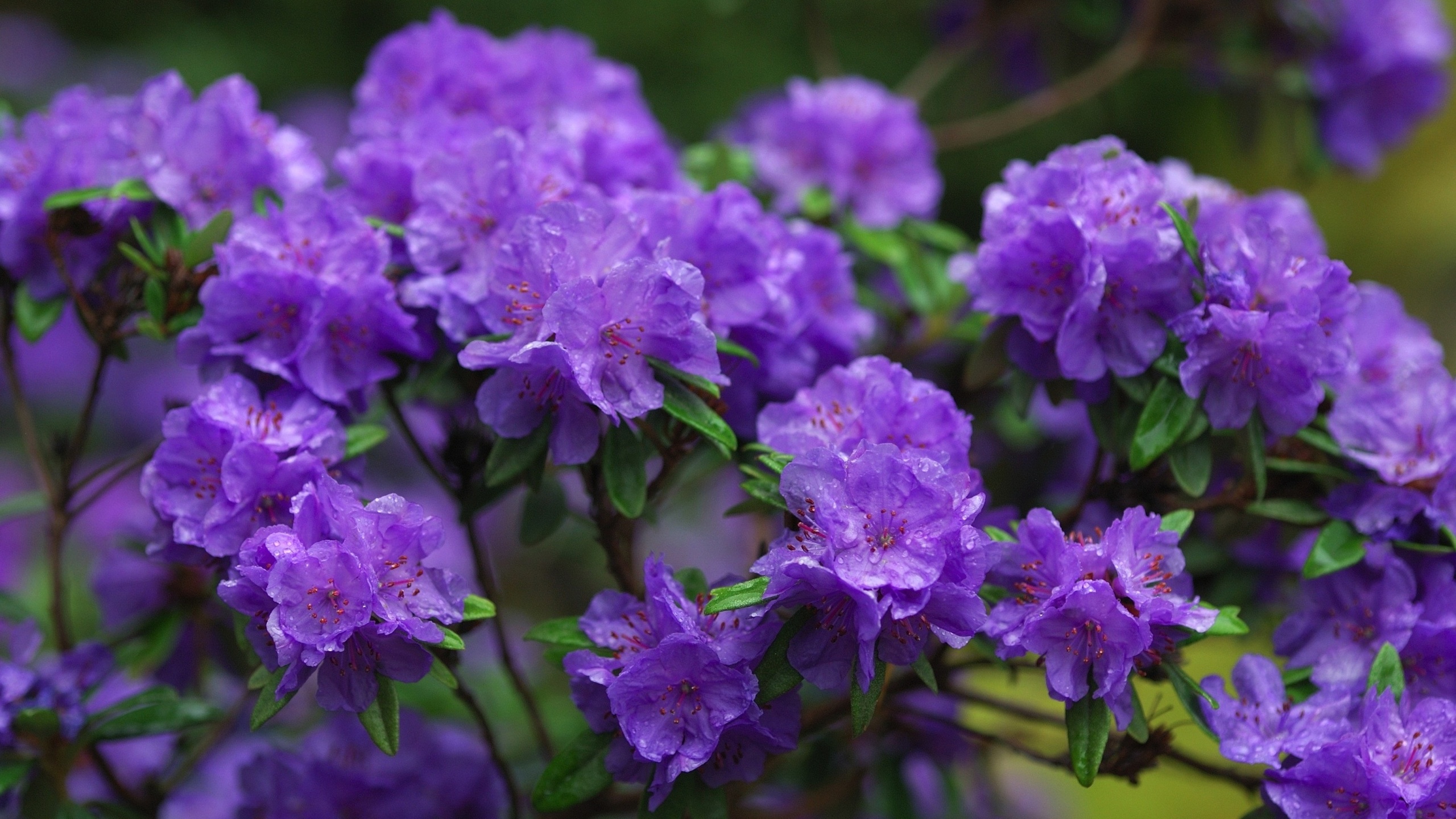 , , , , , , flowers, branches, purple, azaleas, azalea, rhododendrons