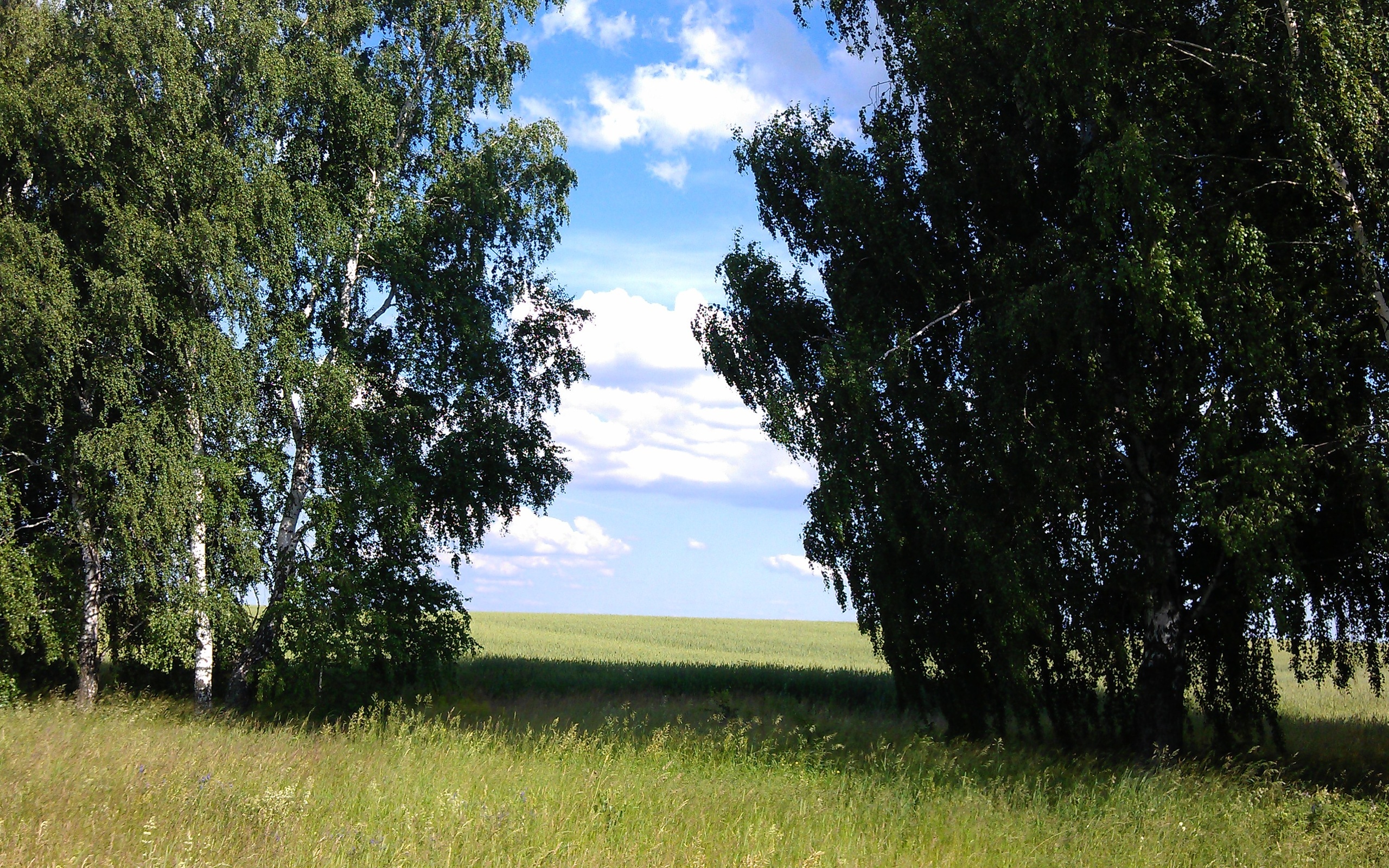 Едем в березку. Береза в поле. Природа березы поле. Поле березы лето. Береза летом.