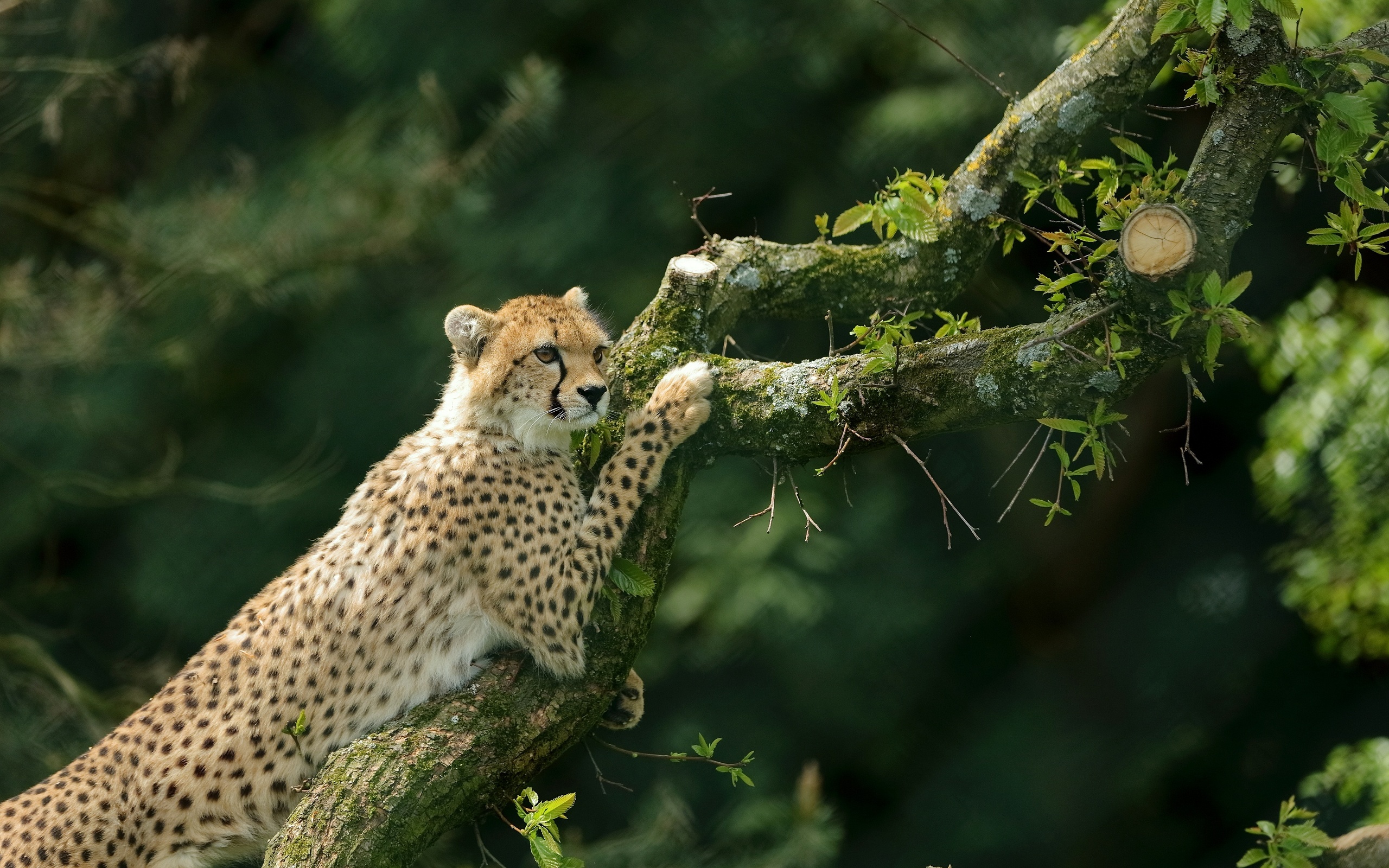 , ,  , tree, cheetah, wild cat