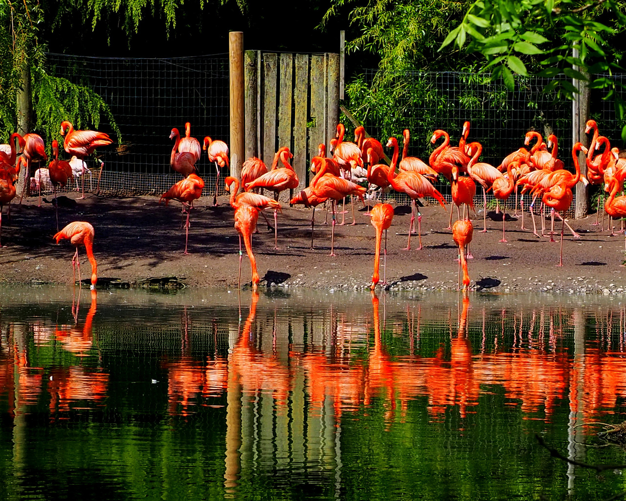 , , , , , flamingo, park chester zoo, 