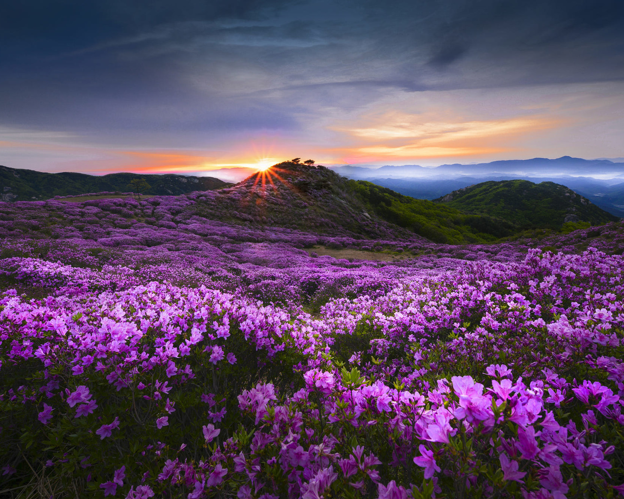 jae youn ryu, , , , , hwangmaesan, , , , , , , 