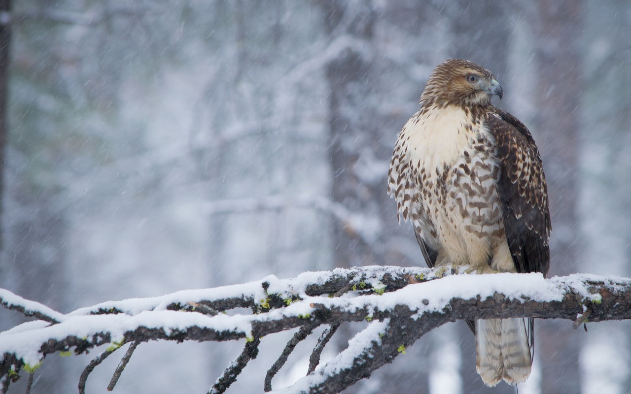 , , , , , , , , snow, forest, winter, branches, bird, beak, feathers, hawk