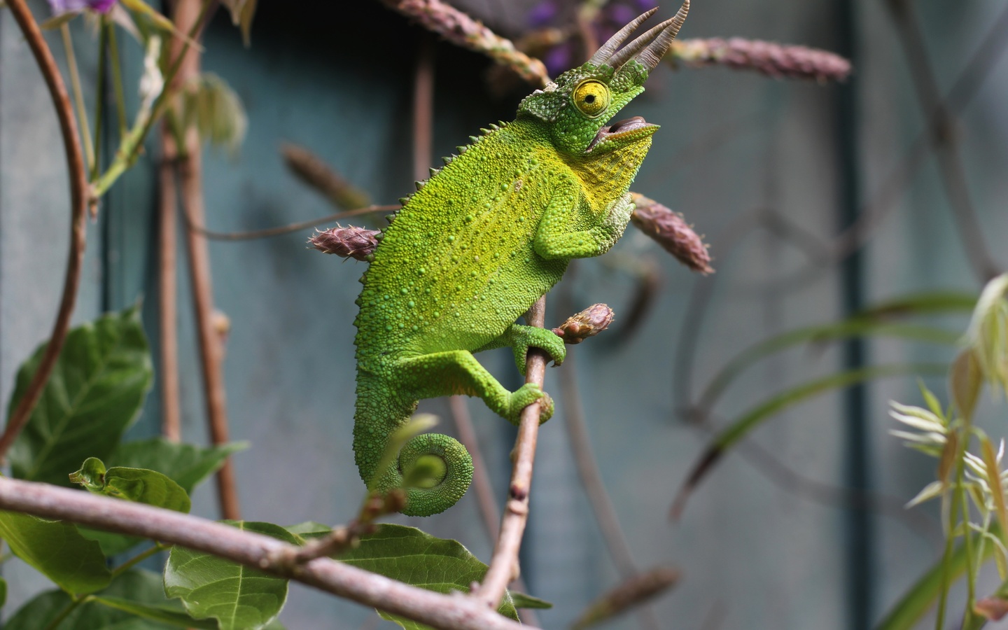 , , , , branches, lizard, chameleon, reptile