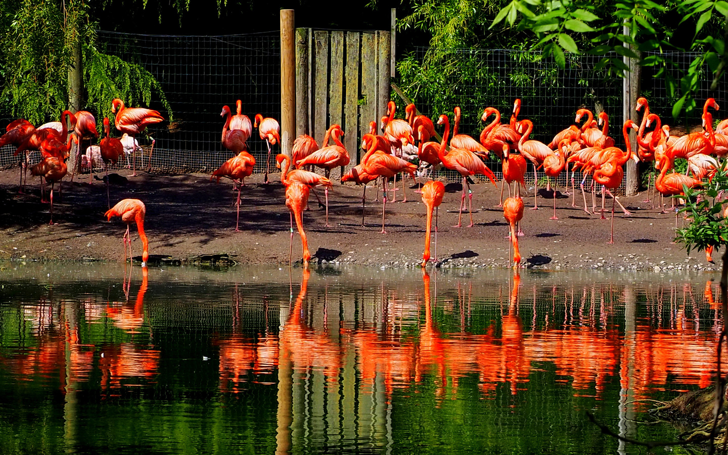 , , , , , flamingo, park chester zoo, 