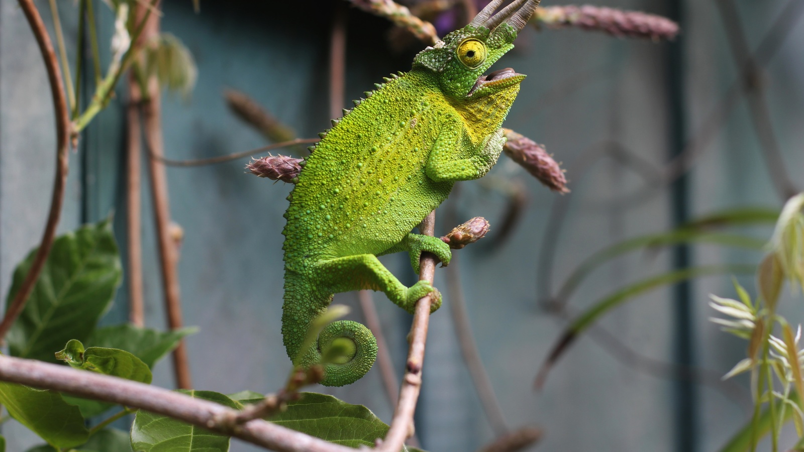 , , , , branches, lizard, chameleon, reptile