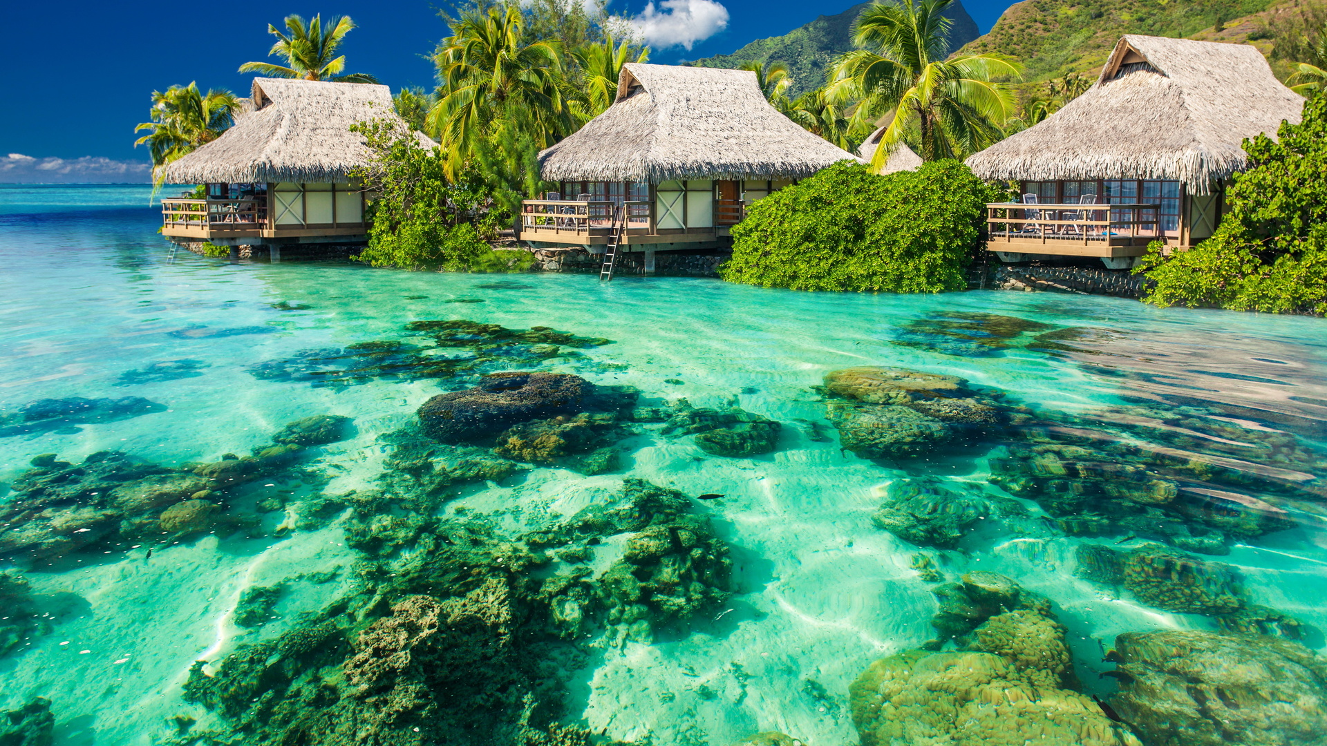 tropical island, holiday, vacation, relaxing, palm trees