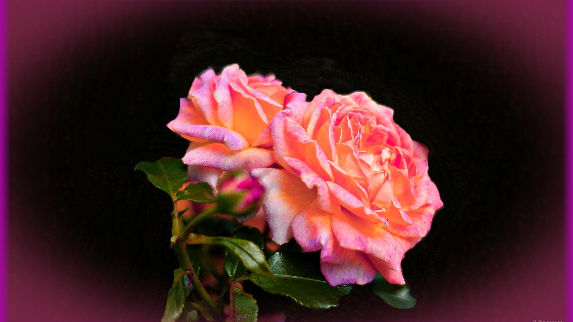 Розы света песня. Колыханье световой розы из лучей фото, картины.