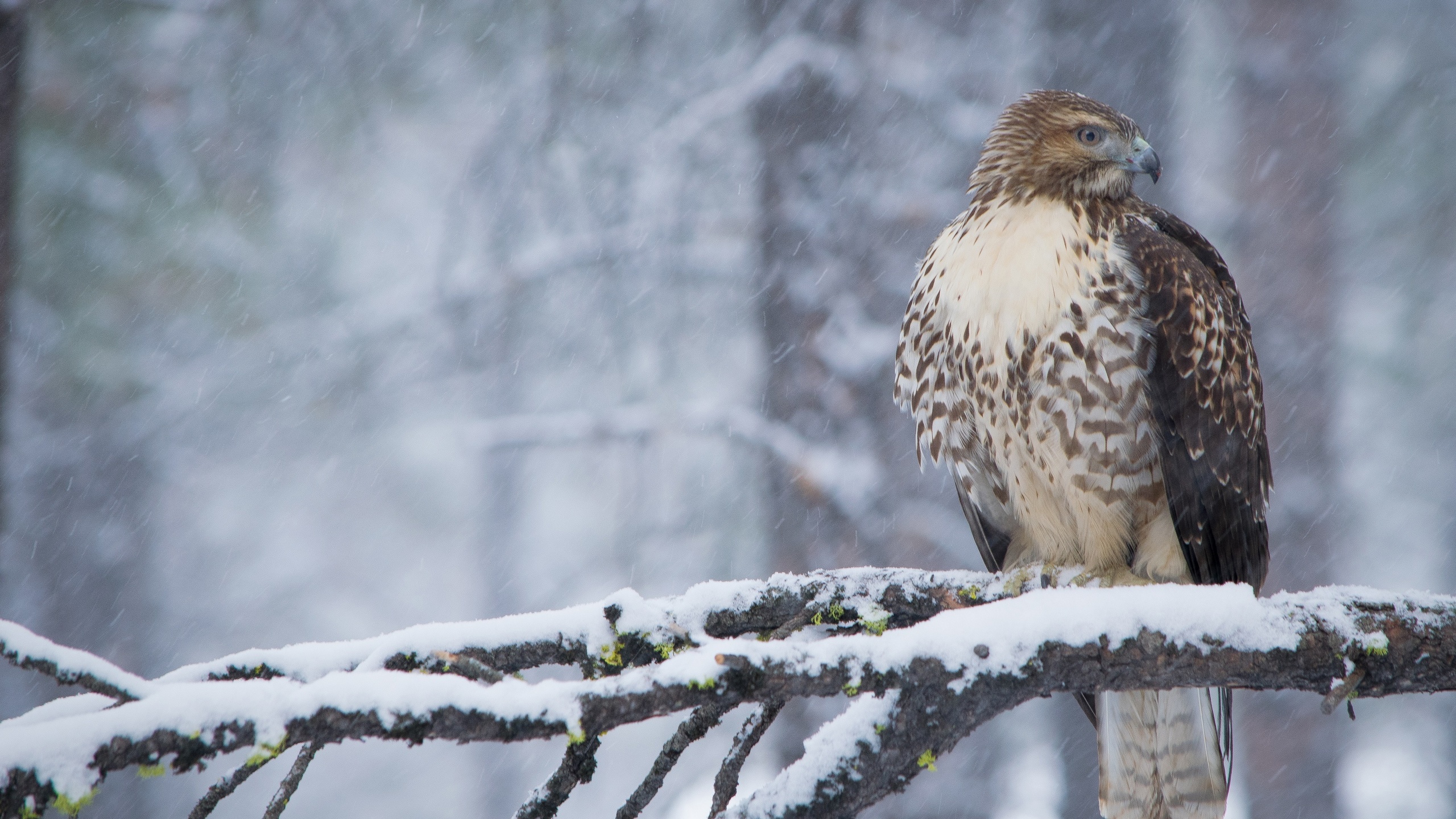 , , , , , , , , snow, forest, winter, branches, bird, beak, feathers, hawk