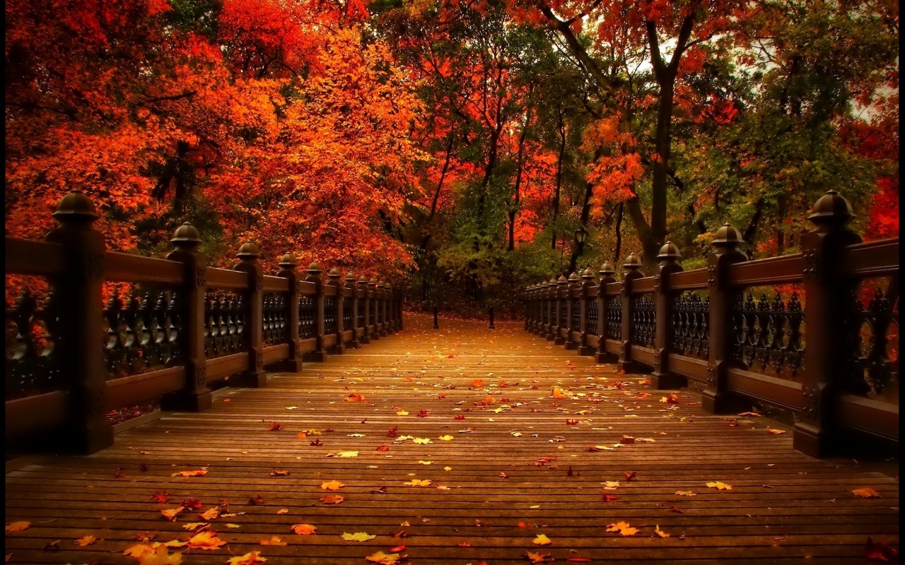 , , view, walk, autumn, , 