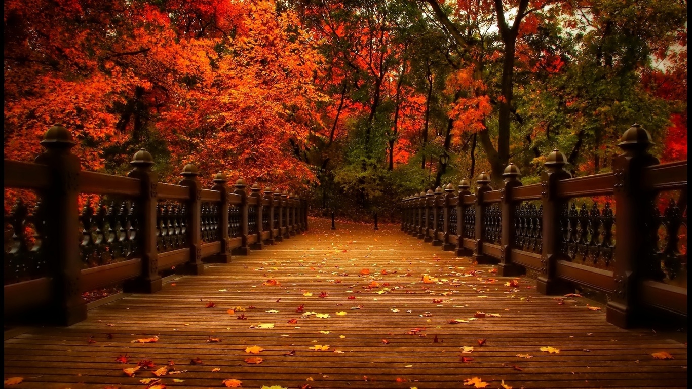 , , view, walk, autumn, , 