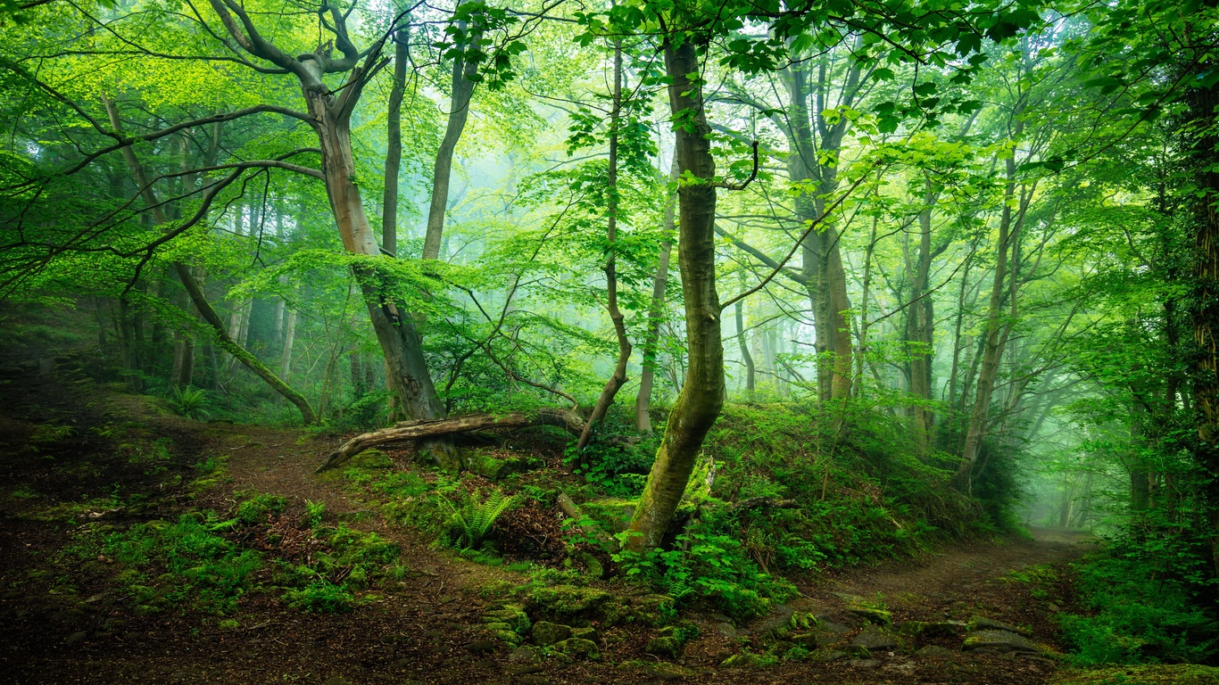 forest, landscape, nature, tree, trees