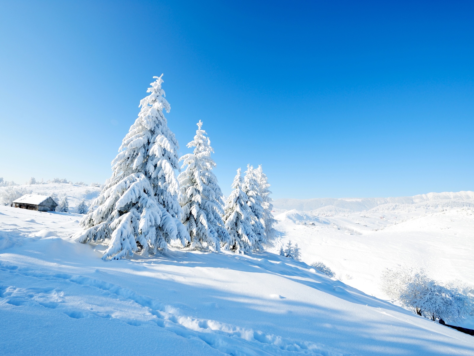 fir, nature, scenery, snow, winter