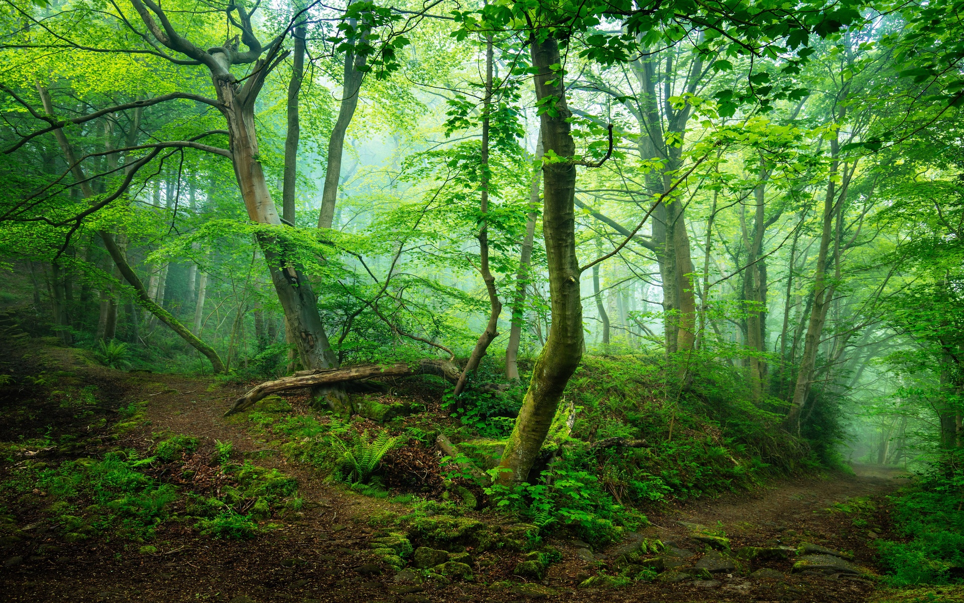 forest, landscape, nature, tree, trees