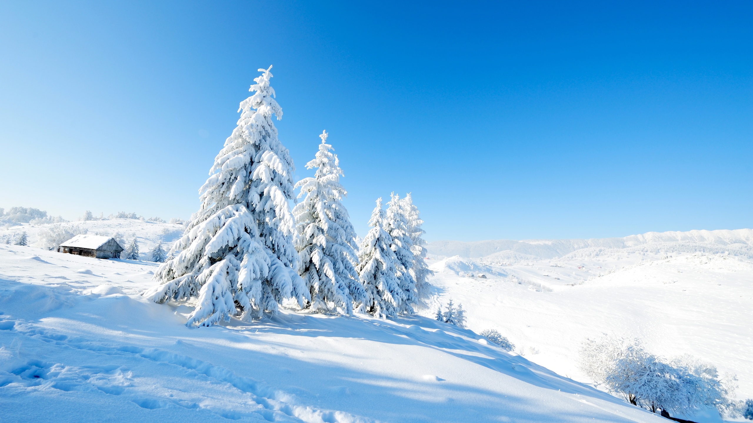 fir, nature, scenery, snow, winter
