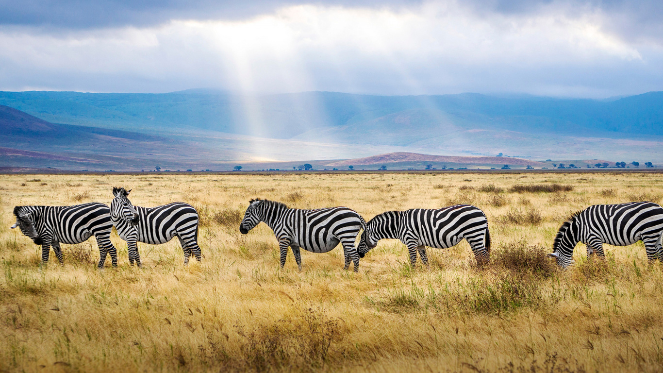 zebra, field, wildlife, sunset, africa, wild animals