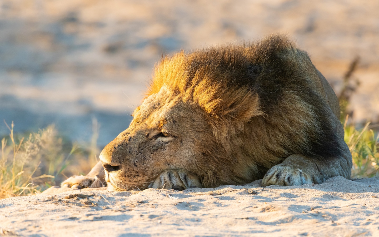 lions, sleep, sand, animals, photo, , , , 