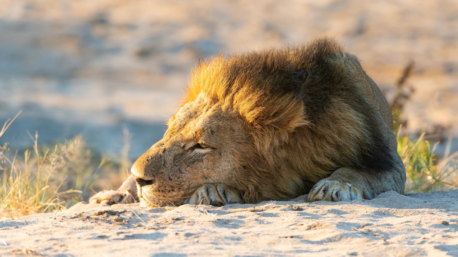 lions, sleep, sand, animals, photo, , , , 