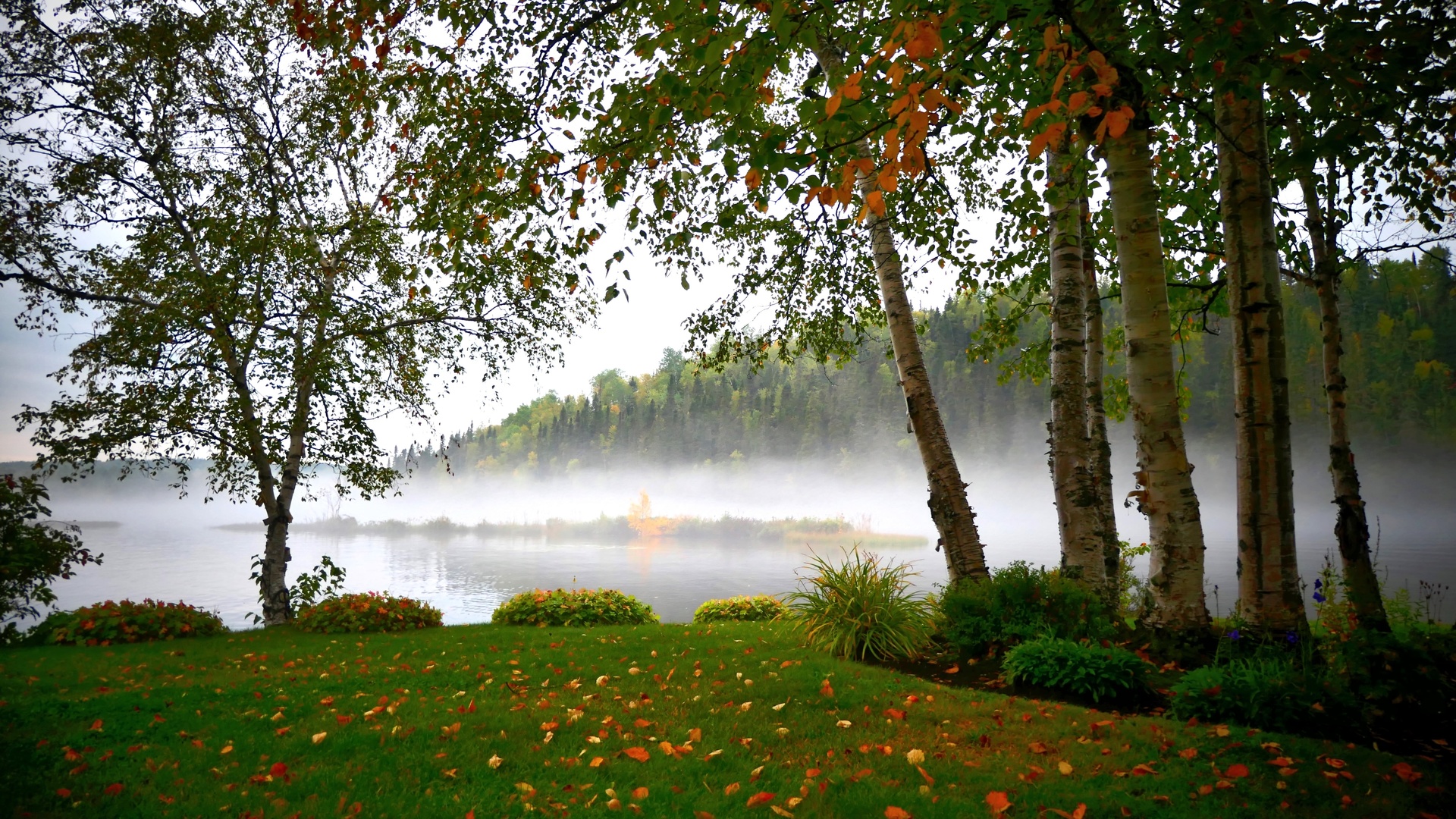 природа, деревья, береза, осень, канада, квебек, озеро, лес, берёзы