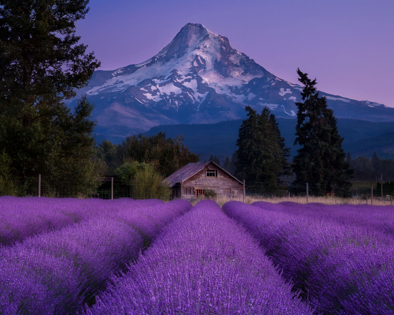 , , , , , , , , , doug shearer , , , , , doug shearer