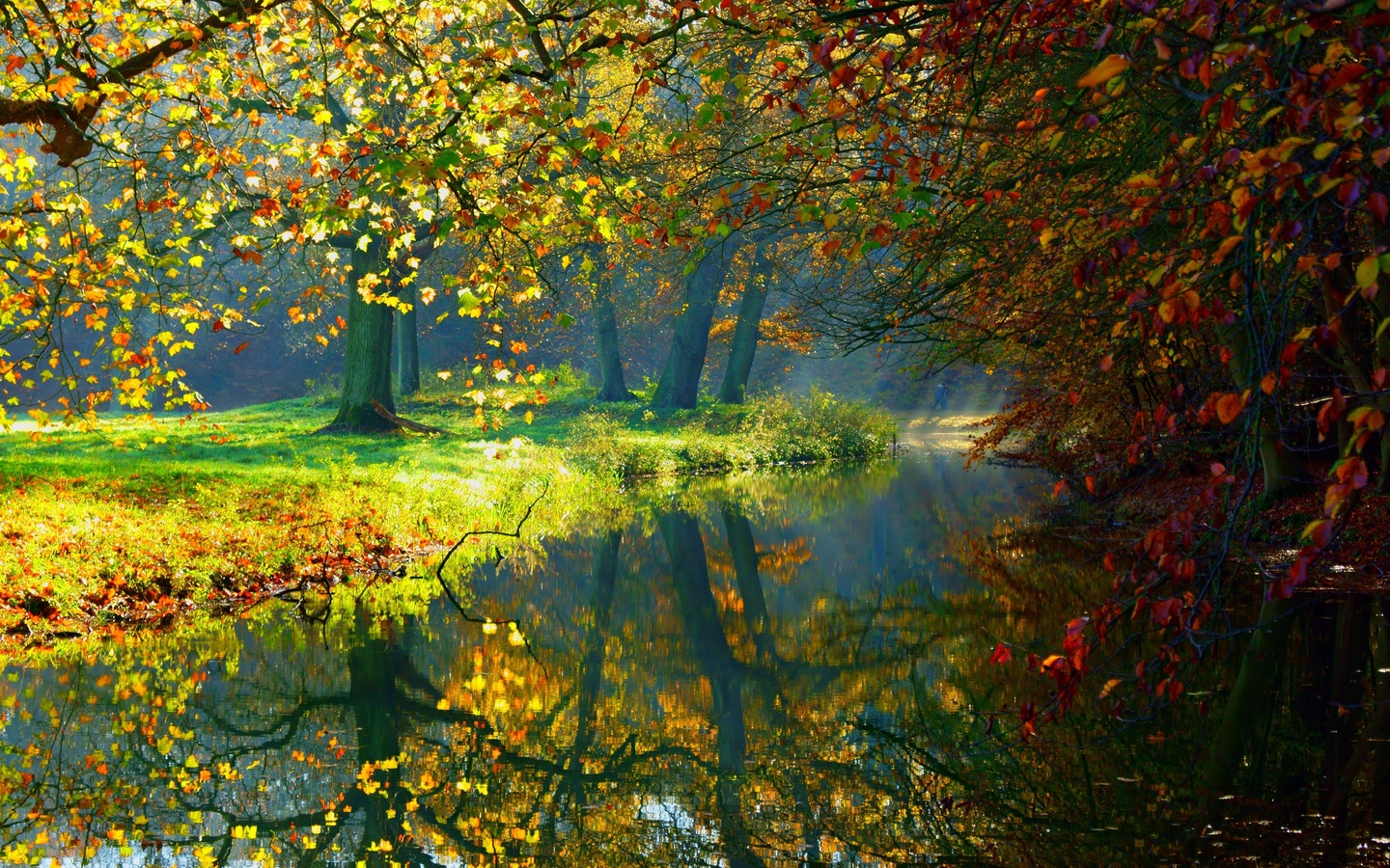 water, forest, reflection, river forest