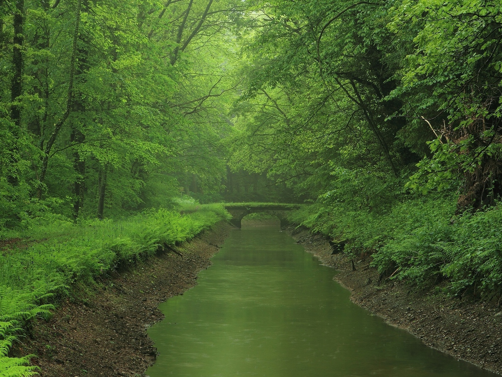 bridge, forest, river, swam