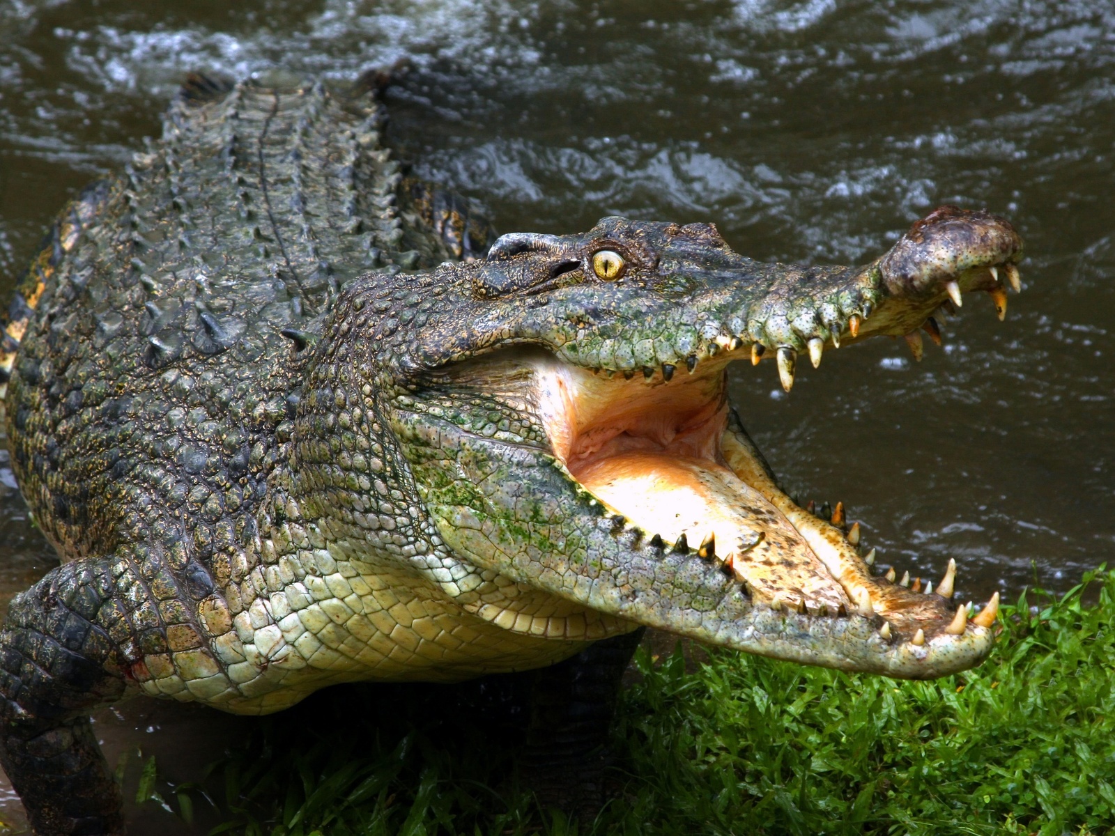 alligator, crocodile, hungry, mouth