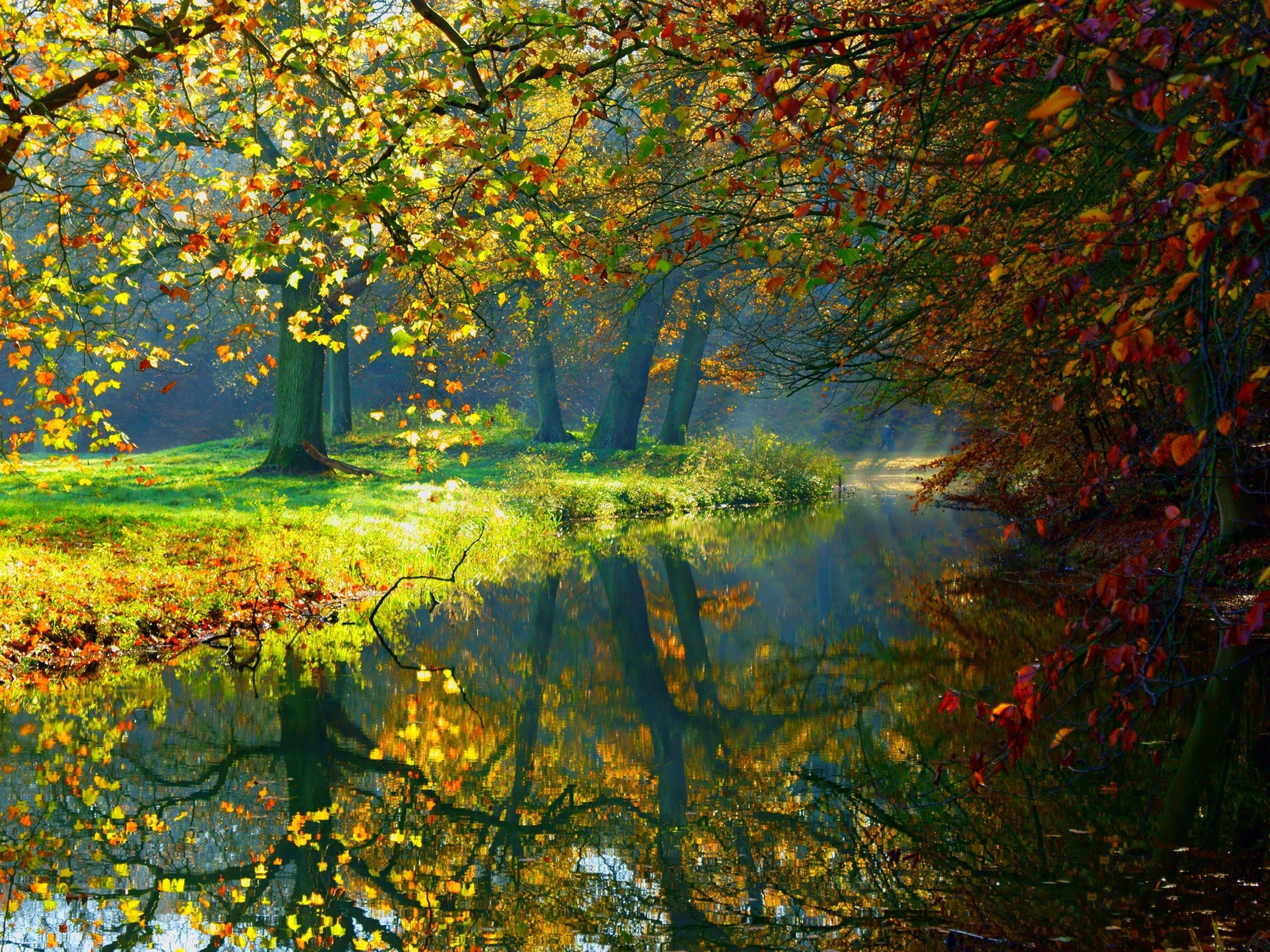 water, forest, reflection, river forest