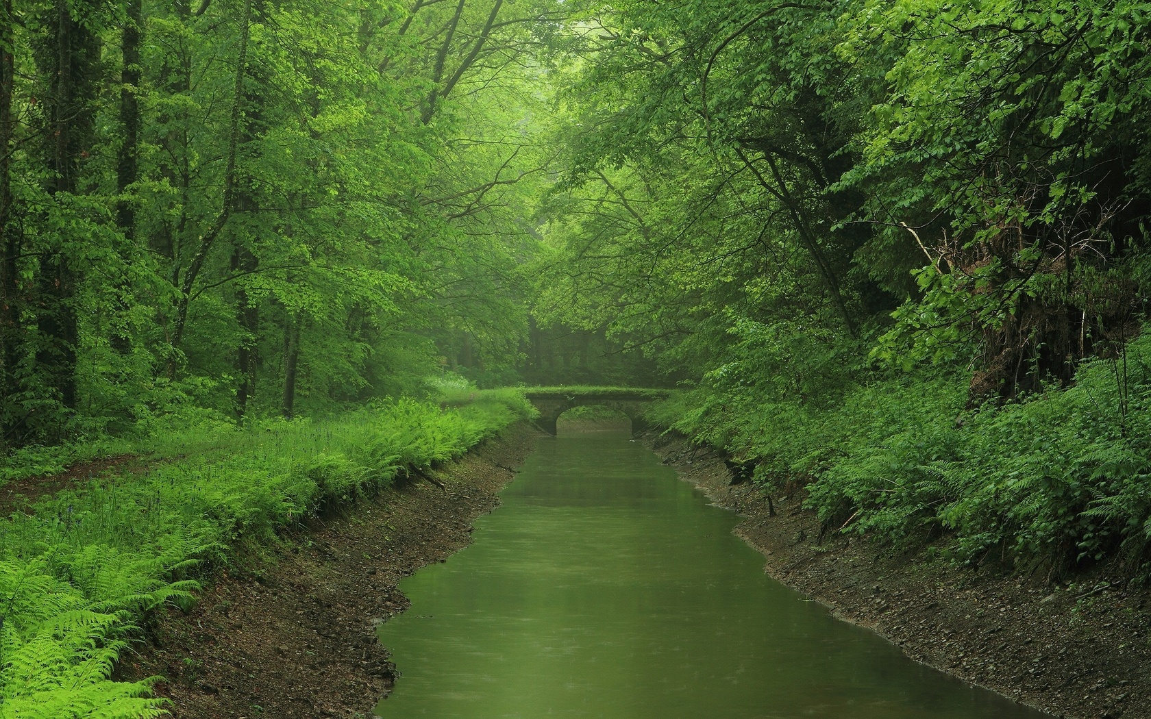 bridge, forest, river, swam