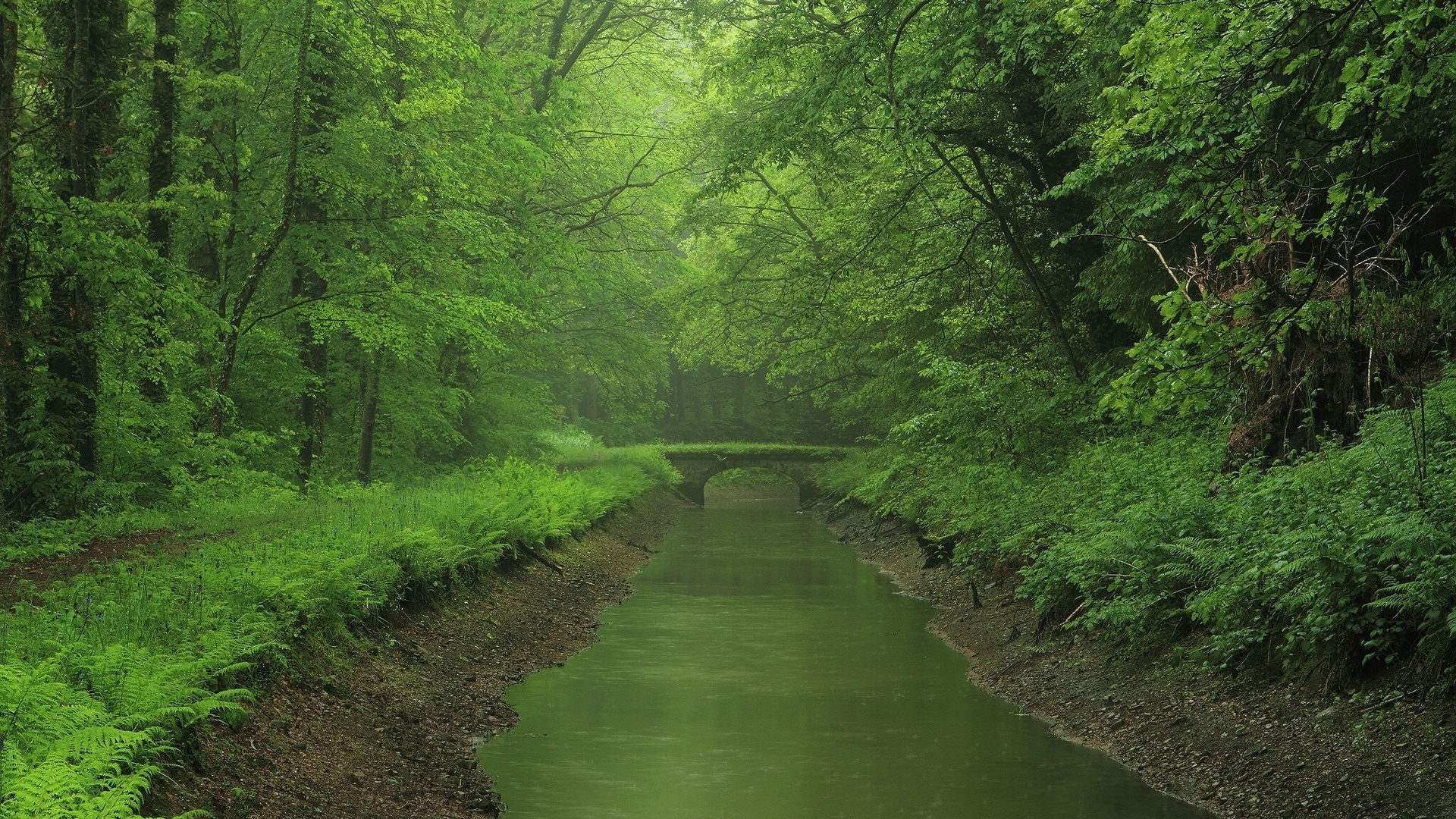 bridge, forest, river, swam