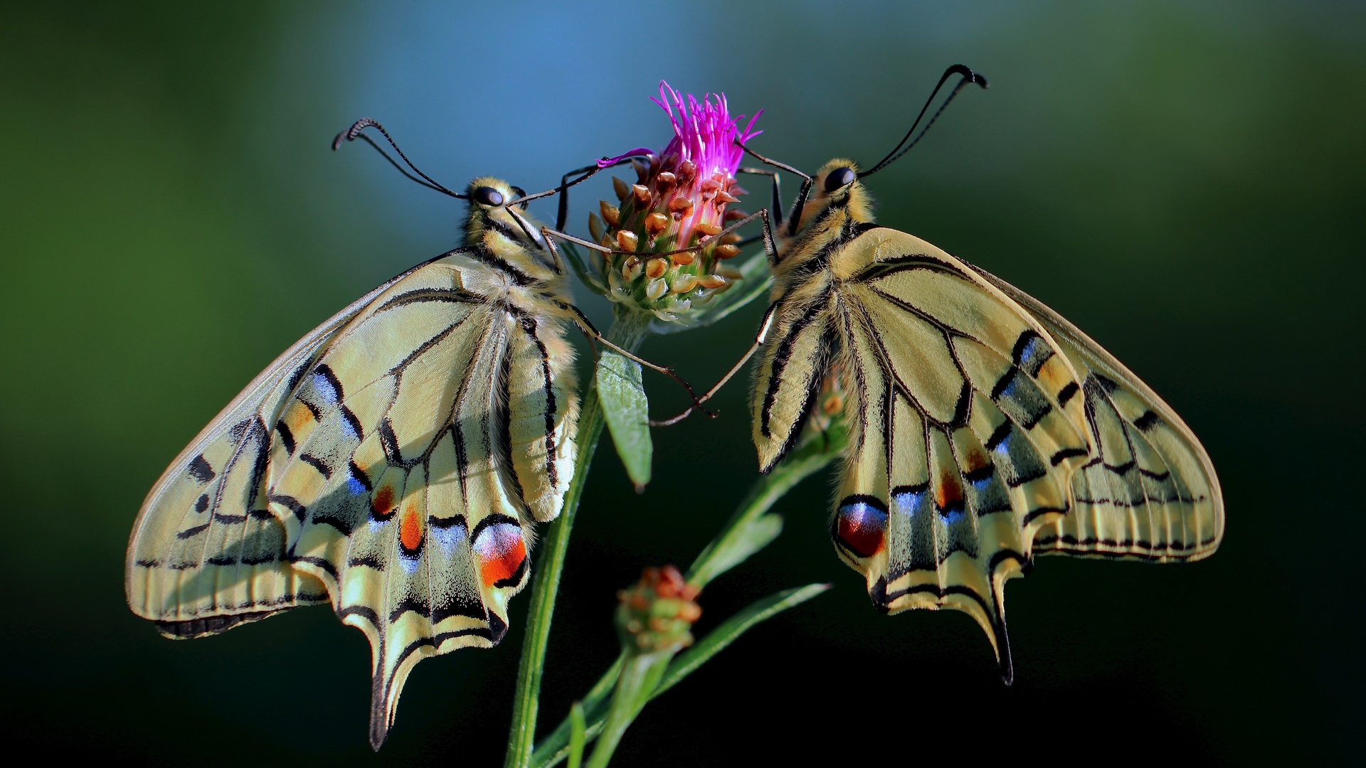 , papilio machaon, , , 