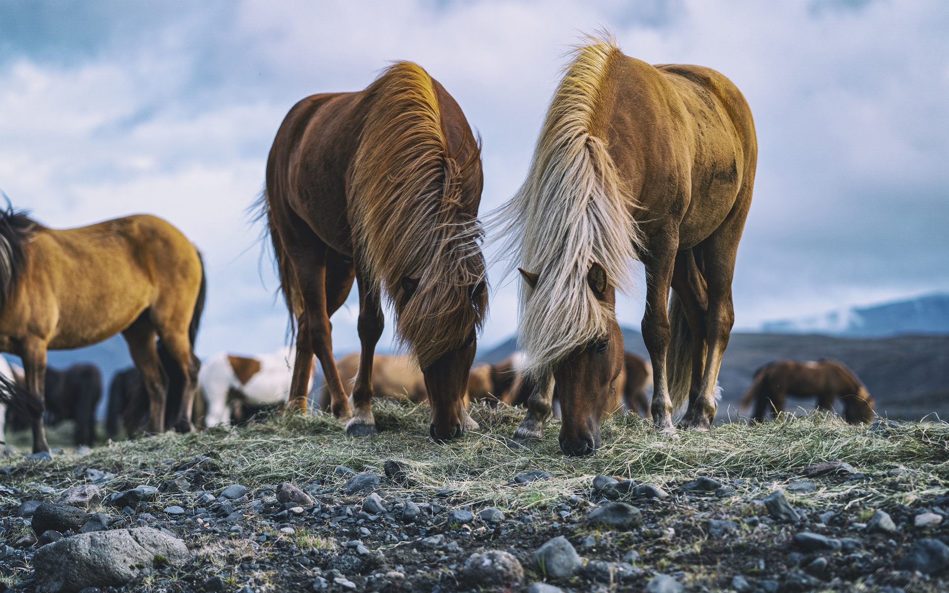 icelandic horse, field, wildlife, horses, icelandic pony, iceland