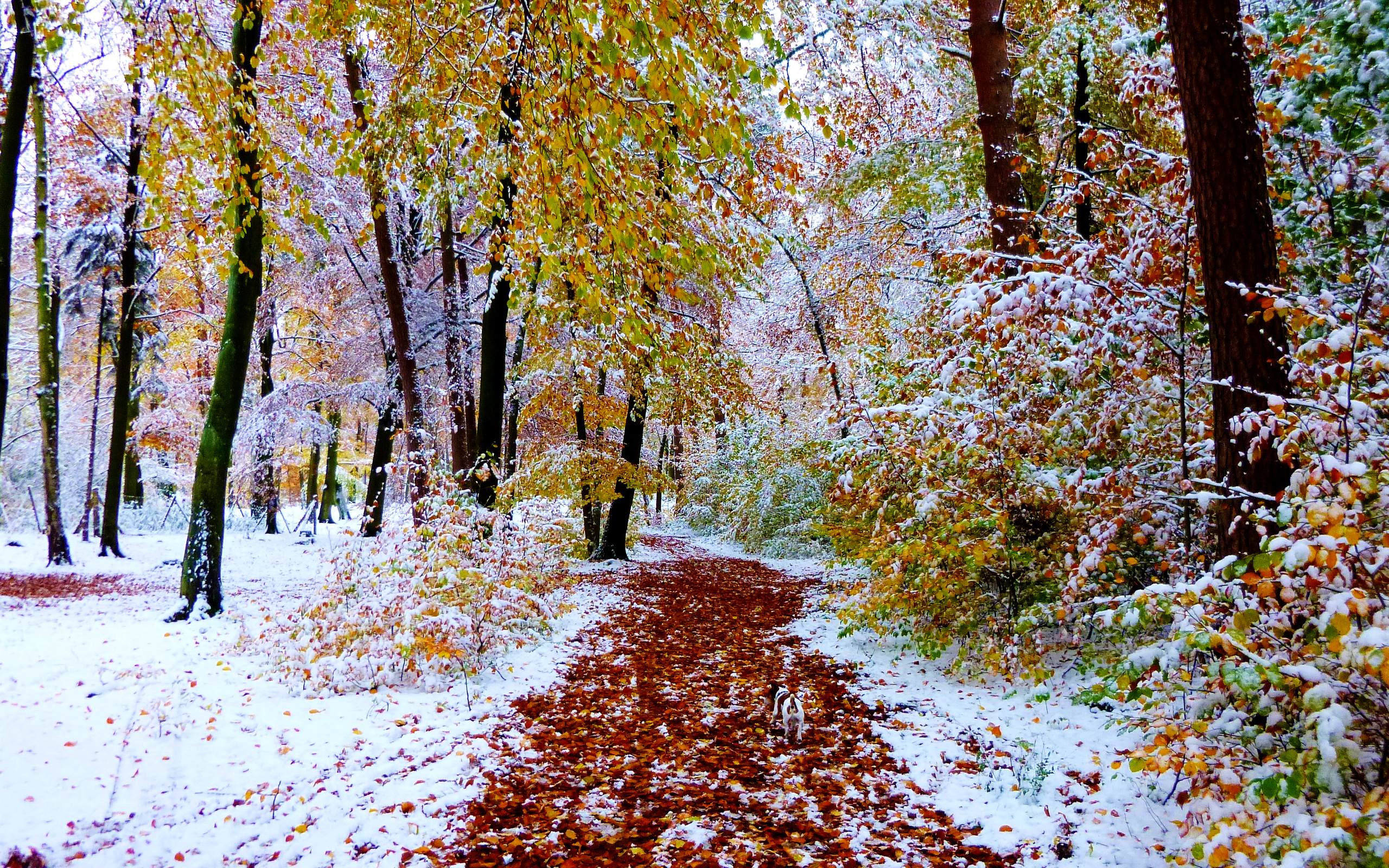 Самая поздняя зима. Снежная осень. Осень снег. Поздняя осень. Первый снег в лесу.