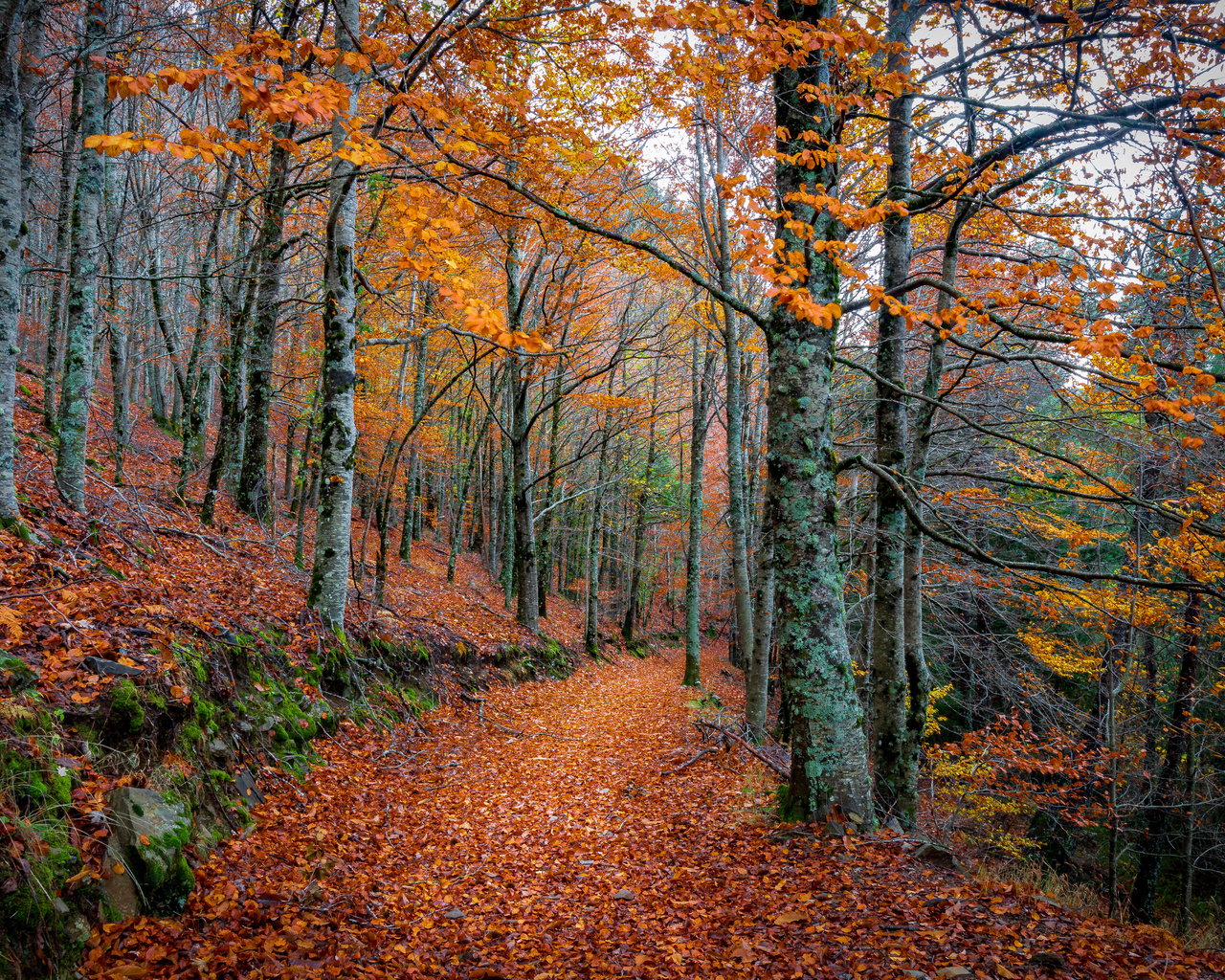 autumn, forest, trees, road