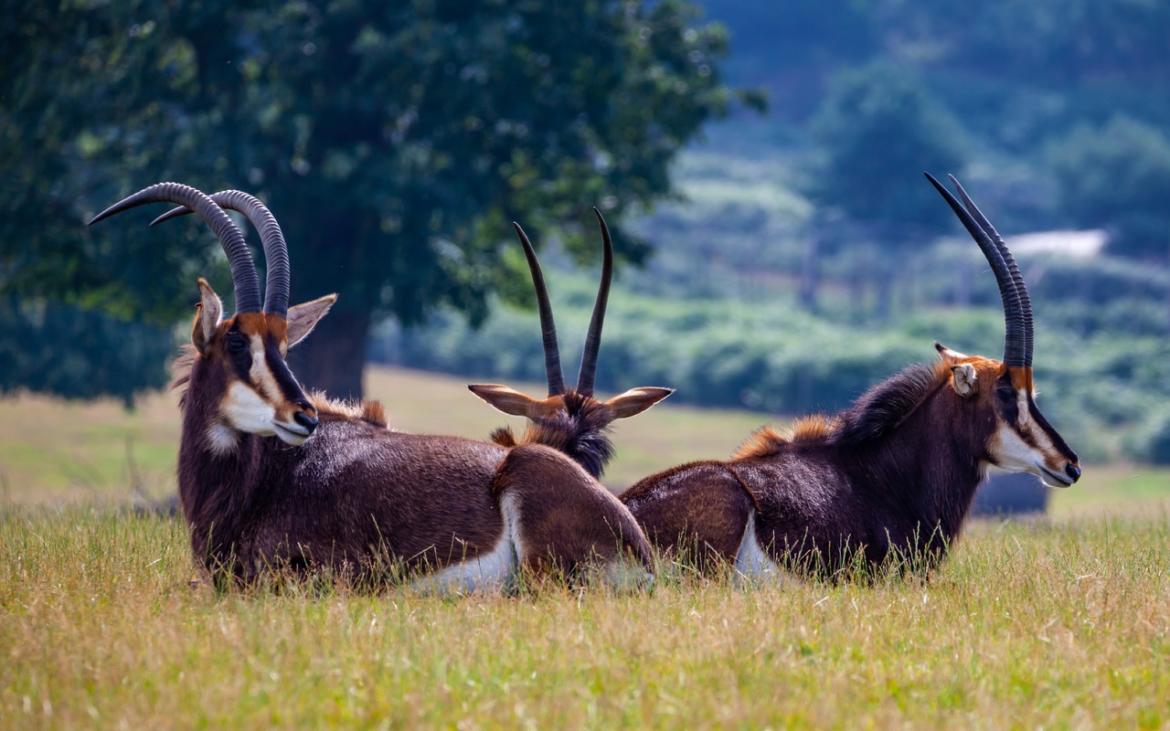 , sable, antelope, , , , 3, , 