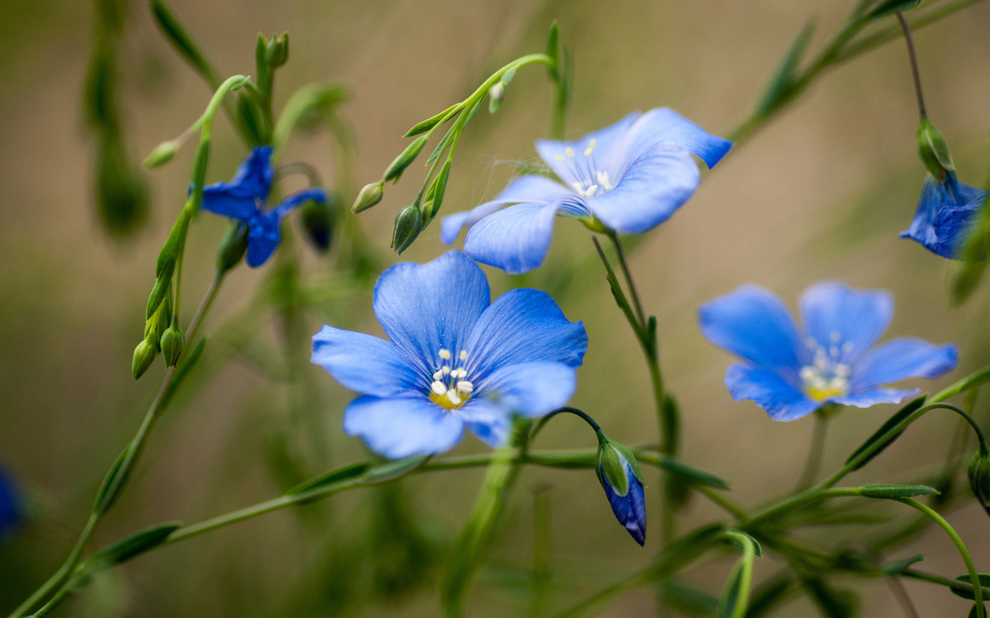 blue, flowers, bokeh, field, flowers