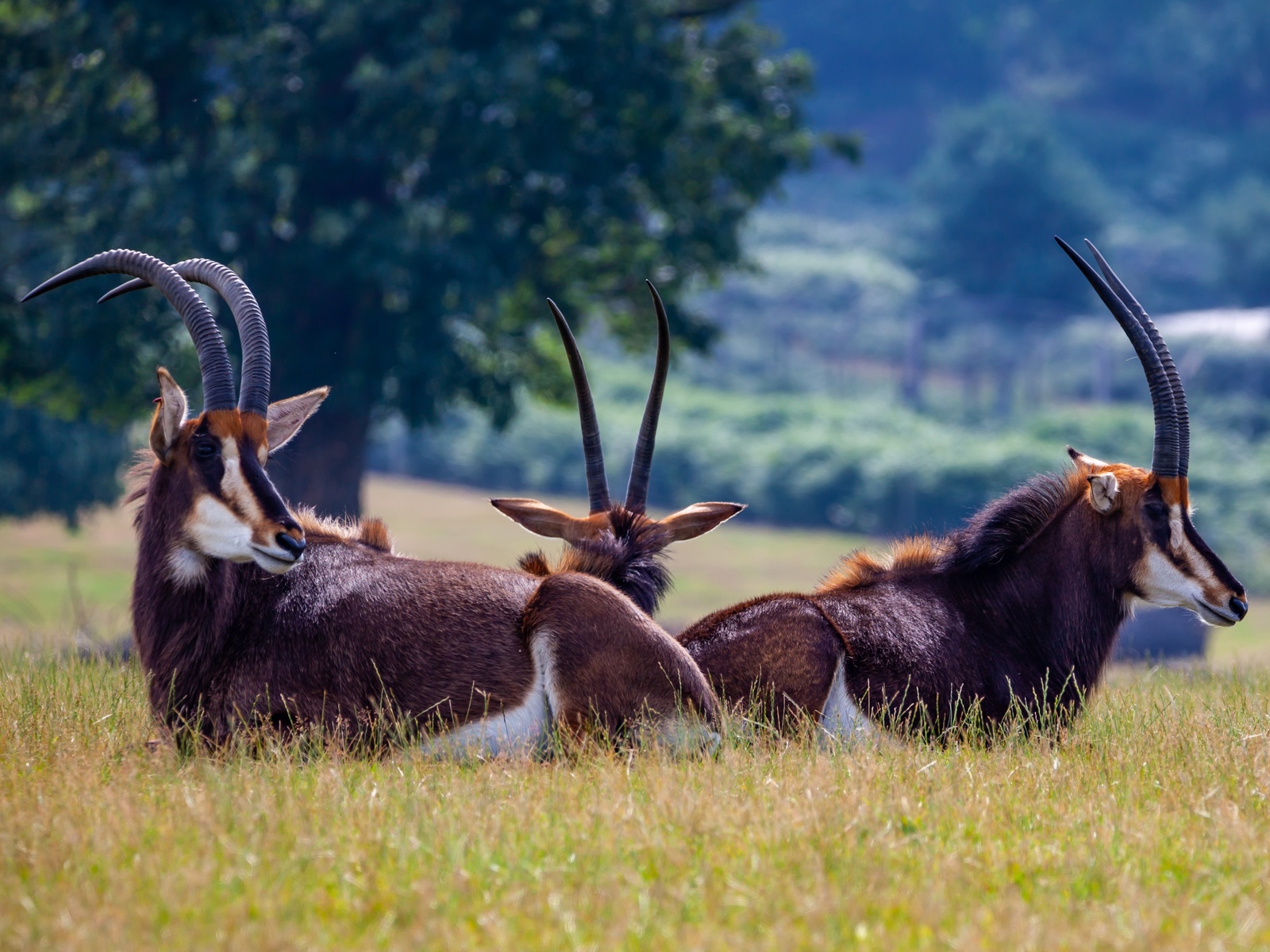 , sable, antelope, , , , 3, , 