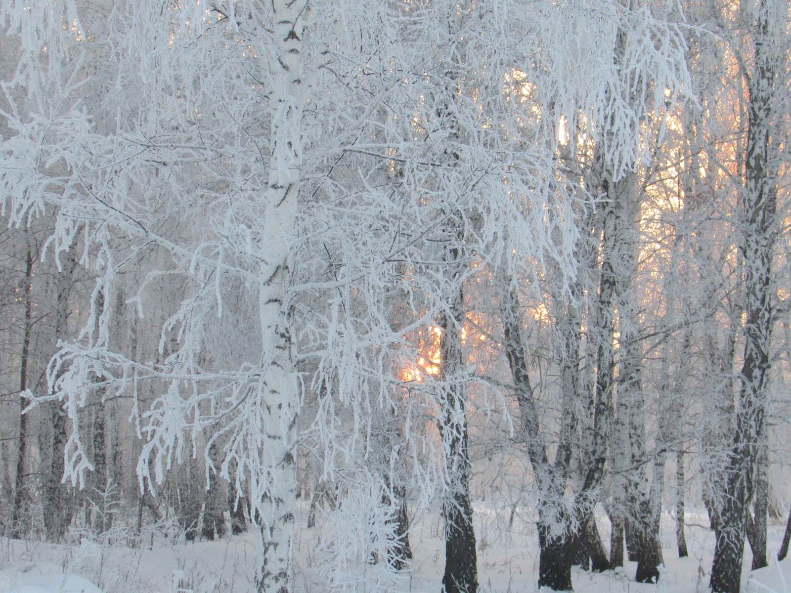 birch, winter, trees