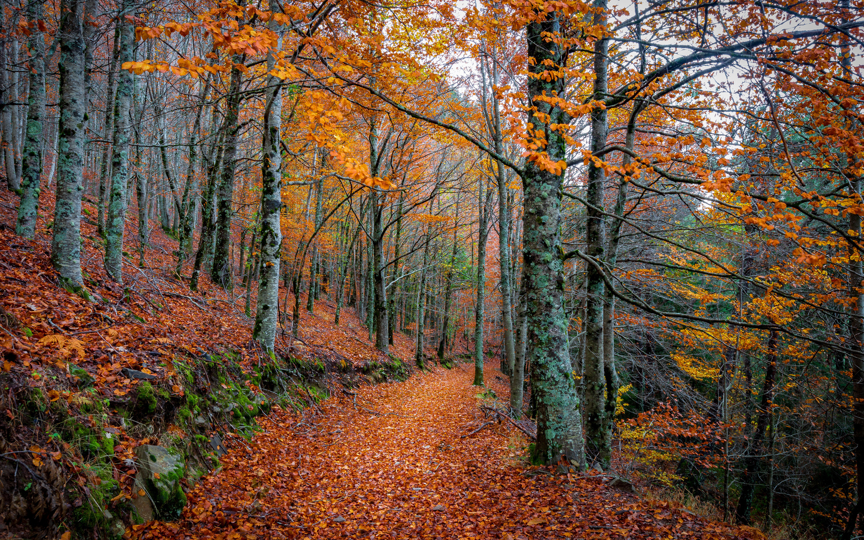 autumn, forest, trees, road