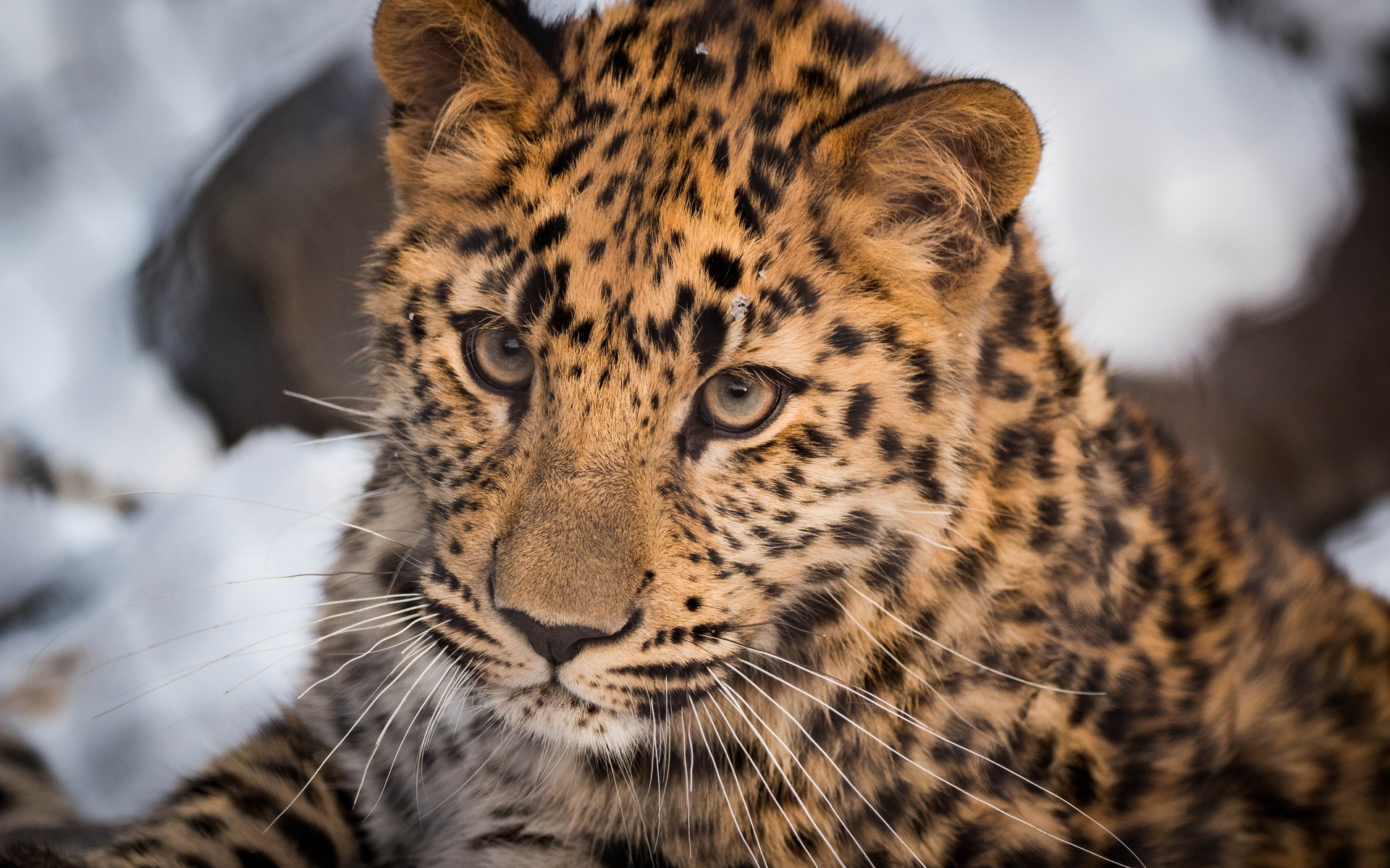 leopard, predator